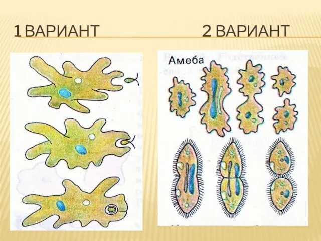 1 ВАРИАНТ 2 ВАРИАНТ