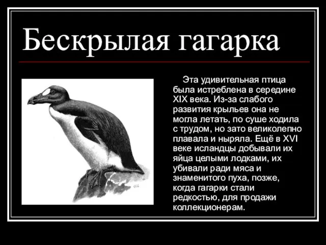 Бескрылая гагарка Эта удивительная птица была истреблена в середине XIX века. Из-за