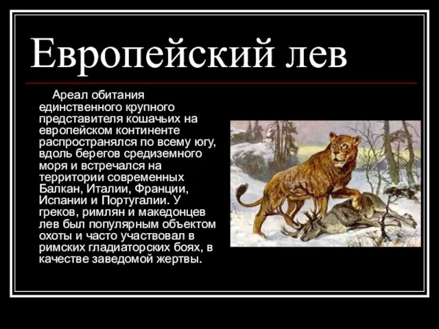 Европейский лев Ареал обитания единственного крупного представителя кошачьих на европейском континенте распространялся