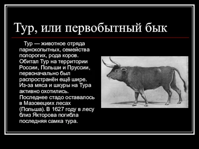 Тур, или первобытный бык Тур — животное отряда парнокопытных, семейства полорогих, рода