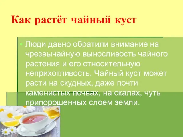 Как растёт чайный куст Люди давно обратили внимание на чрезвычайную выносливость чайного