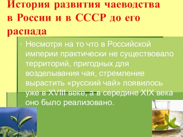 История развития чаеводства в России и в СССР до его распада Несмотря