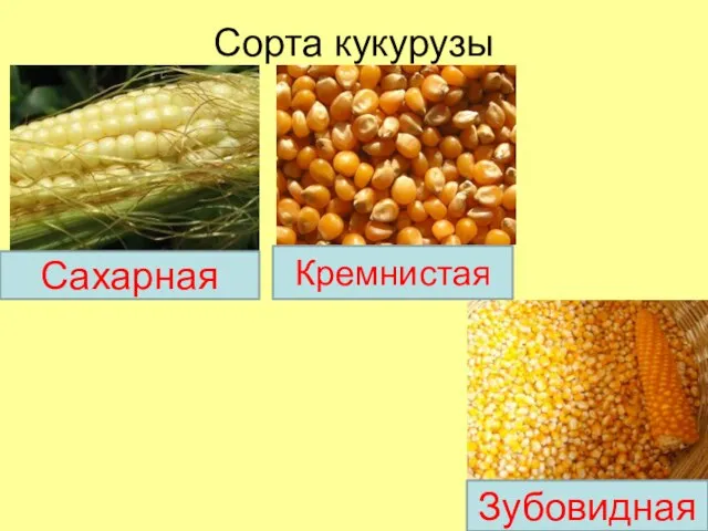 Сорта кукурузы Сахарная Кремнистая Зубовидная