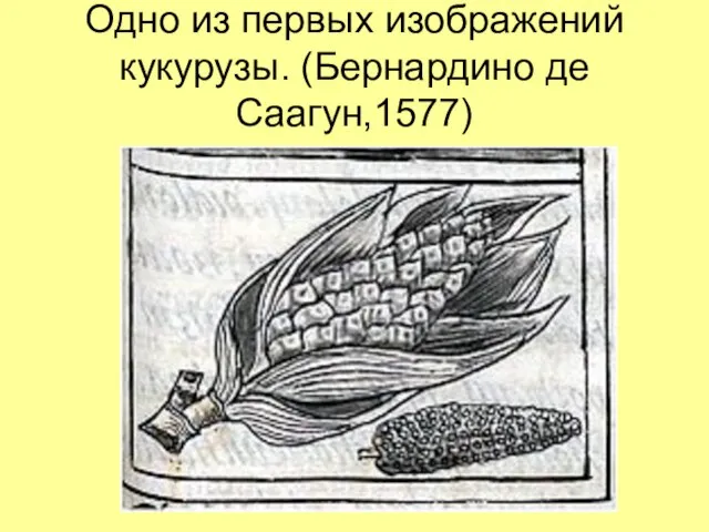 Одно из первых изображений кукурузы. (Бернардино де Саагун,1577)