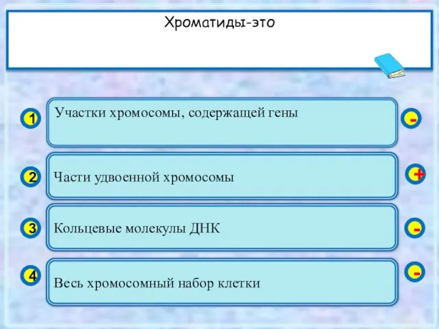 Участки хромосомы, содержащей гены 1 2 3 4 Части удвоенной хромосомы Кольцевые