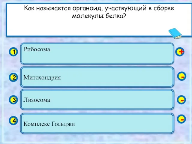 Рибосома 1 2 3 4 Митохондрия Лизосома Комплекс Гольджи + - -