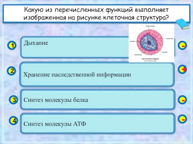 Дыхание 1 2 3 4 Хранение наследственной информации Синтез молекулы белка Синтез