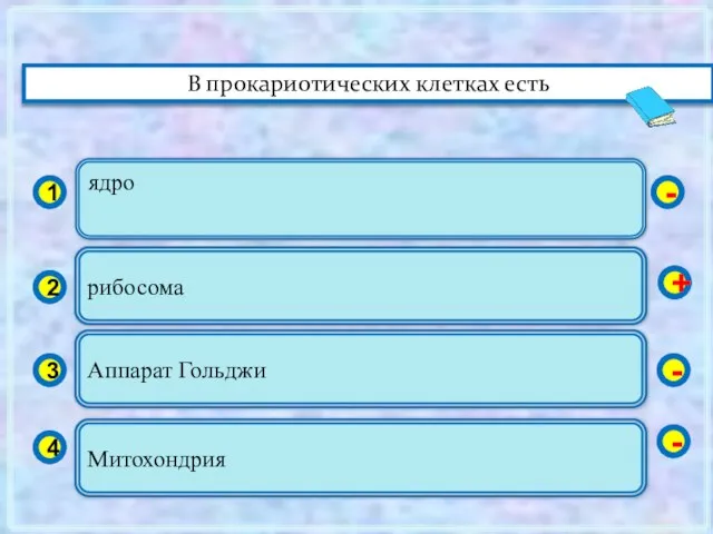 ядро 1 2 3 4 рибосома Аппарат Гольджи Митохондрия - + -