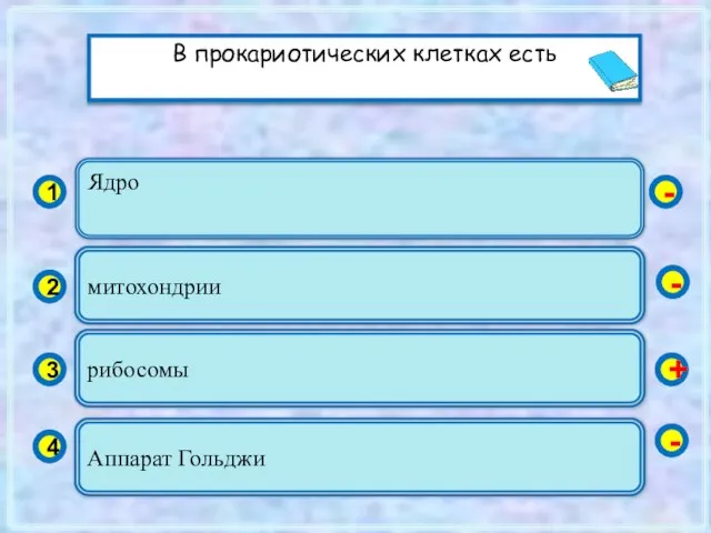 Ядро 1 2 3 4 митохондрии рибосомы Аппарат Гольджи - - +