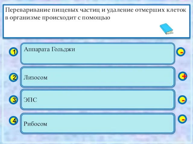 Аппарата Гольджи 1 2 3 4 Лизосом ЭПС Рибосом - + -