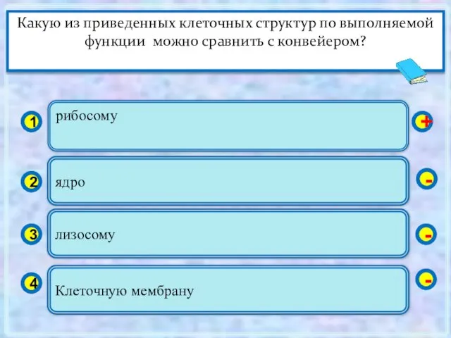 рибосому 1 2 3 4 ядро лизосому Клеточную мембрану + - -