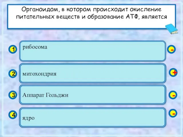 рибосома 1 2 3 4 митохондрия Аппарат Гольджи ядро - + -