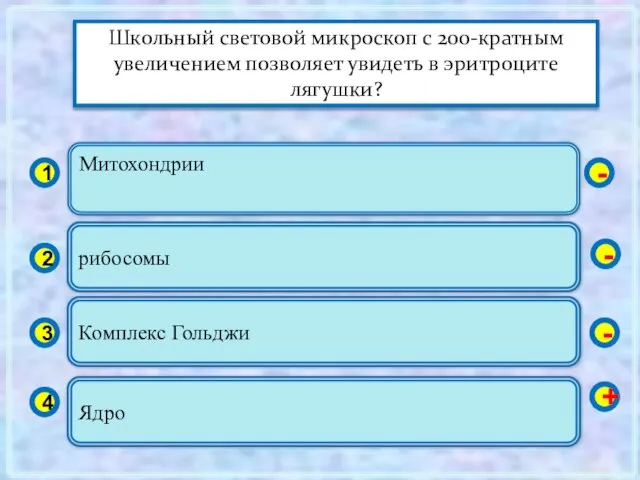 Митохондрии 1 2 3 4 рибосомы Комплекс Гольджи Ядро - - -