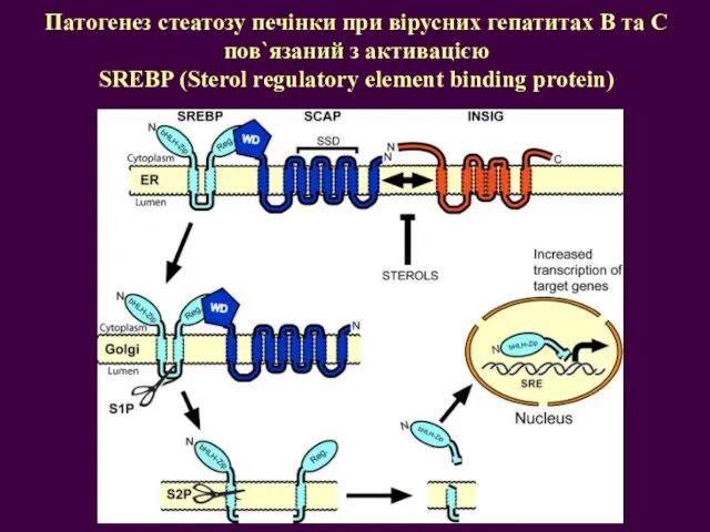 Патогенез стеатозу печінки при вірусних гепатитах В та С пов`язаний з активацією
