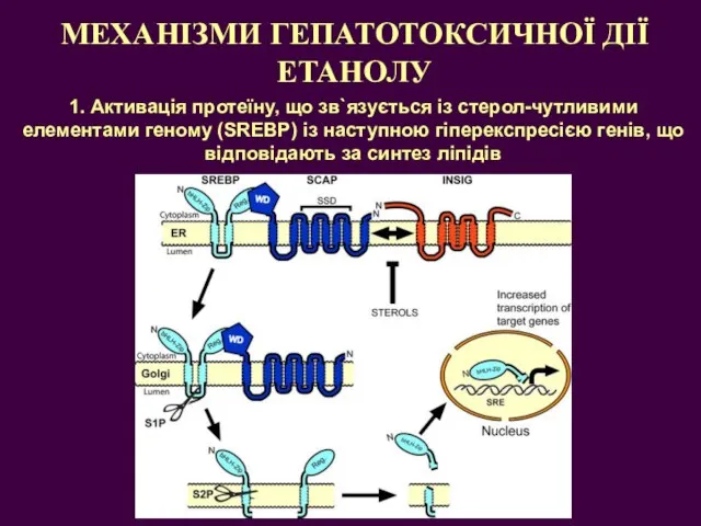 МЕХАНІЗМИ ГЕПАТОТОКСИЧНОЇ ДІЇ ЕТАНОЛУ 1. Активація протеїну, що зв`язується із стерол-чутливими елементами