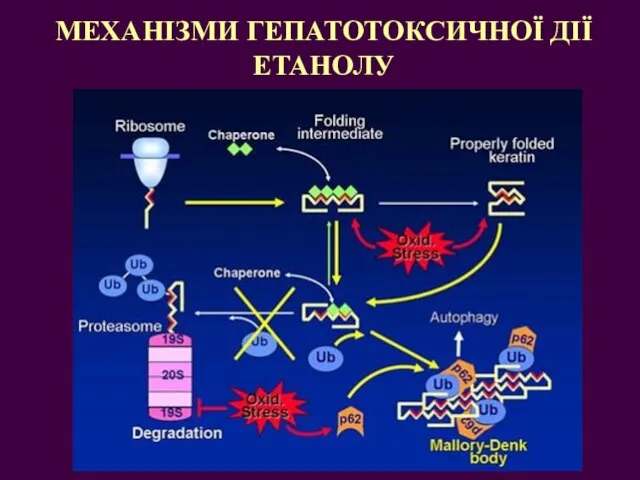 МЕХАНІЗМИ ГЕПАТОТОКСИЧНОЇ ДІЇ ЕТАНОЛУ