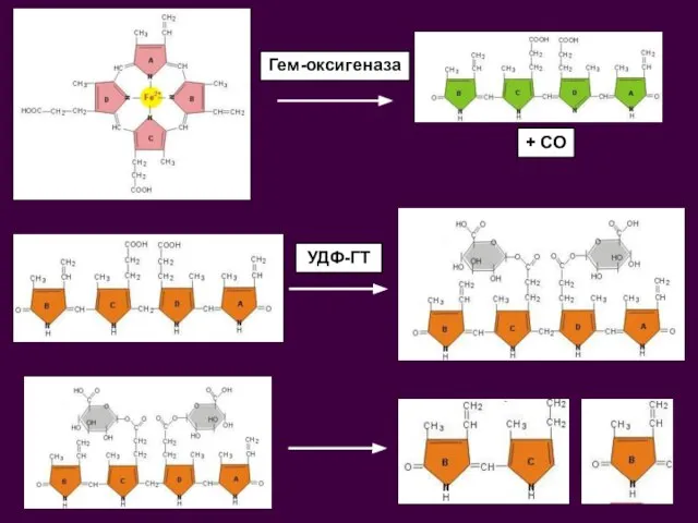 + CO Гем-оксигеназа УДФ-ГТ