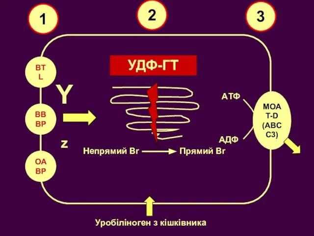 BTL BBBP OABP Y z УДФ-ГТ Непрямий Br Прямий Br MOAT-D (ABCC3)