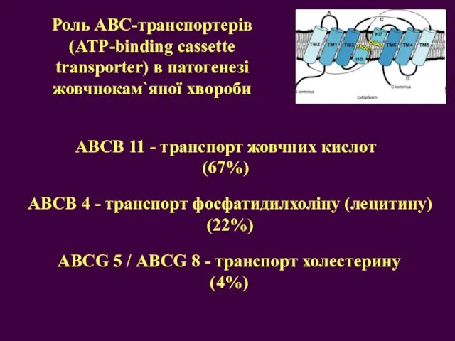 Роль АВС-транспортерів (ATP-binding cassette transporter) в патогенезі жовчнокам`яної хвороби АВСB 11 -