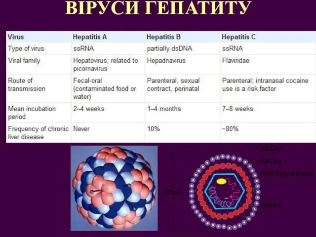 ВІРУСИ ГЕПАТИТУ