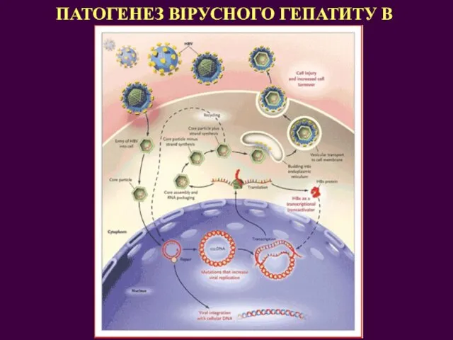 ПАТОГЕНЕЗ ВІРУСНОГО ГЕПАТИТУ В