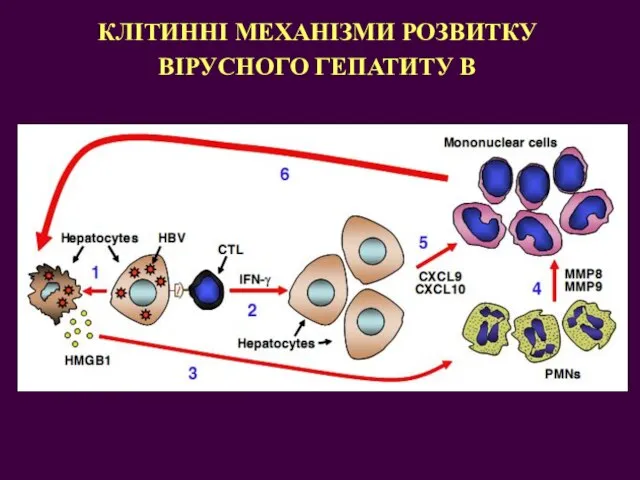 КЛІТИННІ МЕХАНІЗМИ РОЗВИТКУ ВІРУСНОГО ГЕПАТИТУ В