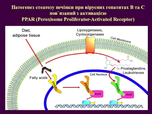 Патогенез стеатозу печінки при вірусних гепатитах В та С пов`язаний з активацією PPAR (Peroxisome Proliferator-Activated Receptor)