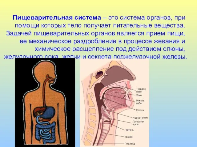 Пищеварительная система – это система органов, при помощи которых тело получает питательные