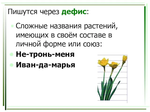 Пишутся через дефис: Сложные названия растений, имеющих в своём составе в личной