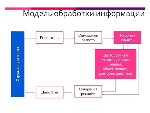 Модель обработки информации Окружающая среда Рецепторы Сенсорный регистр Рабочая память Долгосрочная память,