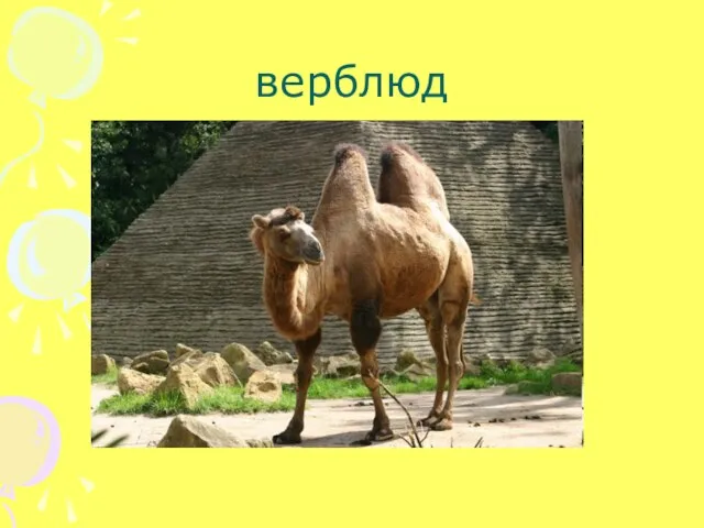 верблюд