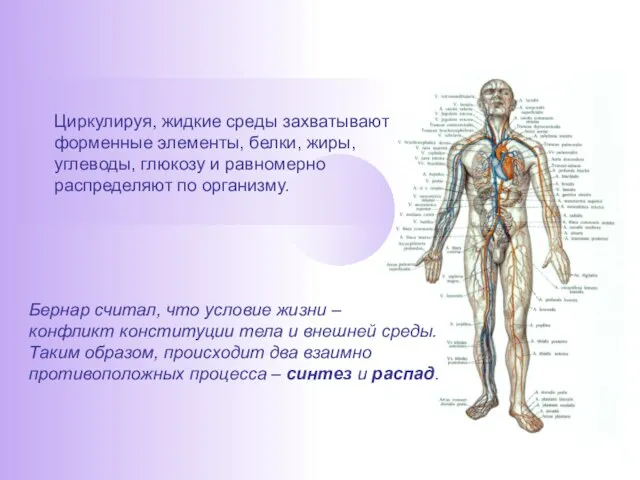 Циркулируя, жидкие среды захватывают форменные элементы, белки, жиры, углеводы, глюкозу и равномерно