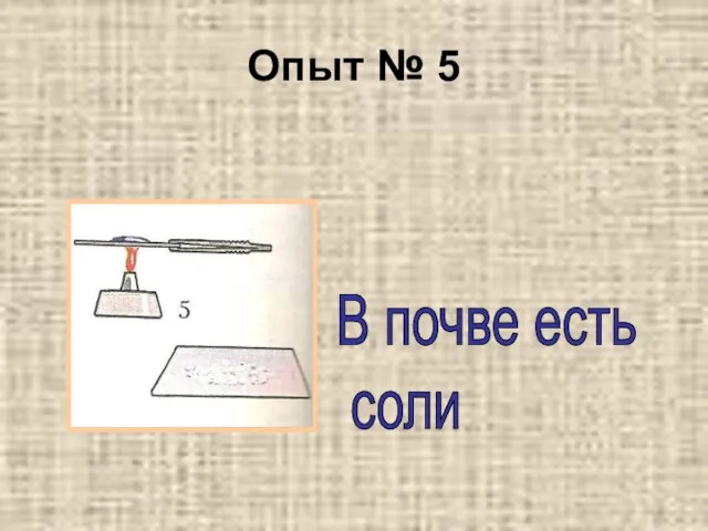 Опыт № 5 В почве есть соли