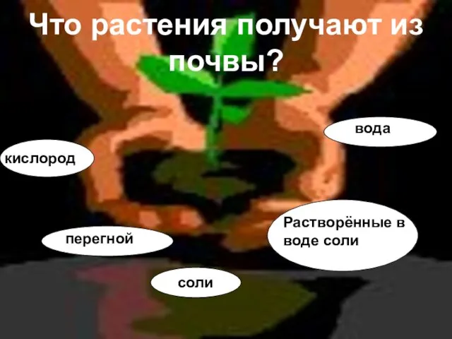 Что растения получают из почвы? перегной кислород соли Растворённые в воде соли вода