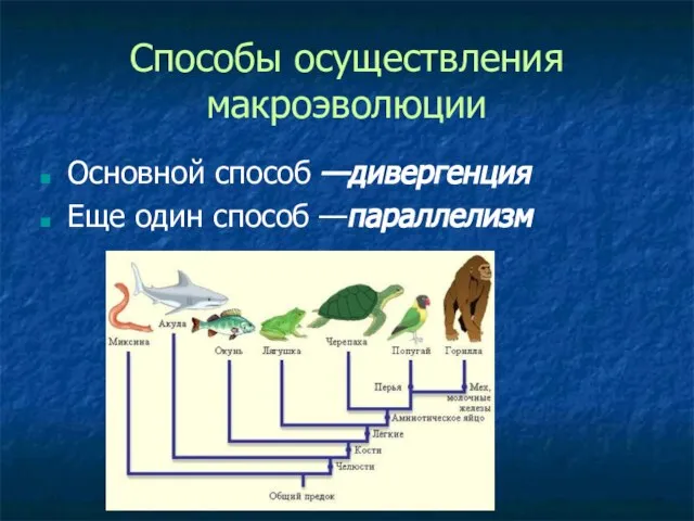 Способы осуществления макроэволюции Основной способ —дивергенция Еще один способ —параллелизм