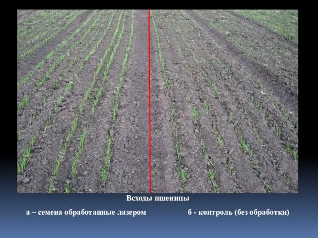 Всходы пшеницы а – семена обработанные лазером б - контроль (без обработки)