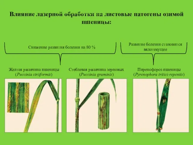 Желтая ржавчина пшеницы (Puccinia striiformis) Пиренофороз пшеницы (Pyrenophora tritici-repentis) Влияние лазерной обработки