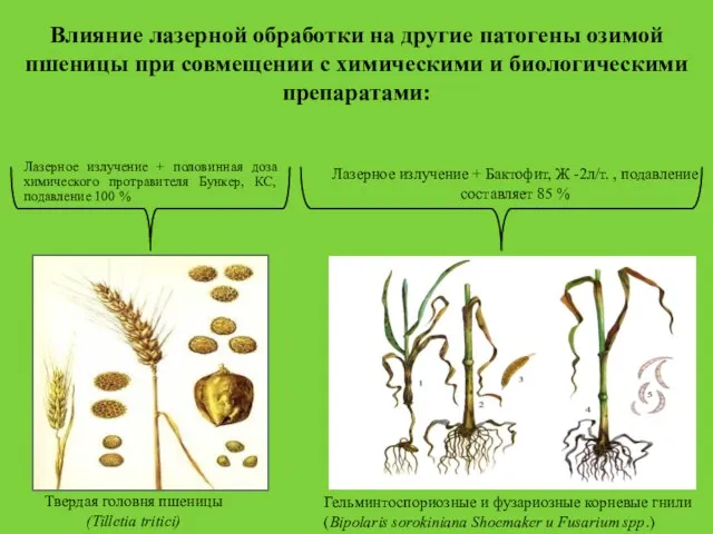 Твердая головня пшеницы (Tilletia tritici) Гельминтоспориозные и фузариозные корневые гнили (Bipolaris sorokiniana