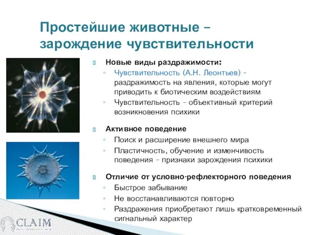 Простейшие животные – зарождение чувствительности Новые виды раздражимости: Чувствительность (А.Н. Леонтьев) –