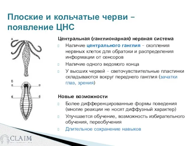 Плоские и кольчатые черви – появление ЦНС Центральная (ганглионарная) нервная система Наличие