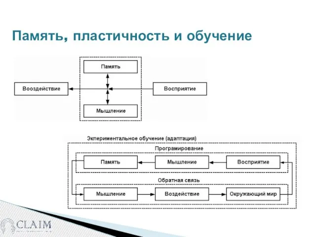 Память, пластичность и обучение