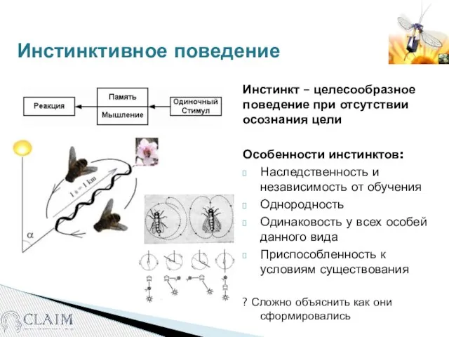 Инстинктивное поведение Инстинкт – целесообразное поведение при отсутствии осознания цели Особенности инстинктов: