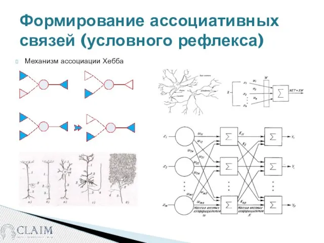 Формирование ассоциативных связей (условного рефлекса) Механизм ассоциации Хебба