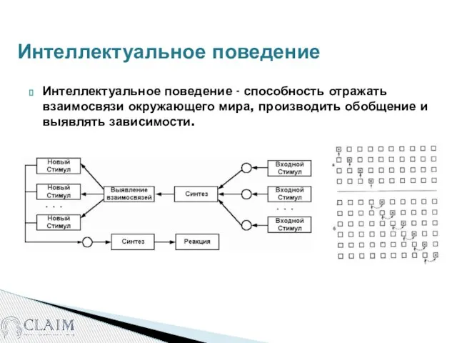 Интеллектуальное поведение Интеллектуальное поведение - способность отражать взаимосвязи окружающего мира, производить обобщение и выявлять зависимости.