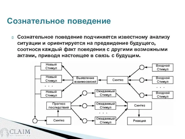 Сознательное поведение Сознательное поведение подчиняется известному анализу ситуации и ориентируется на предвидение