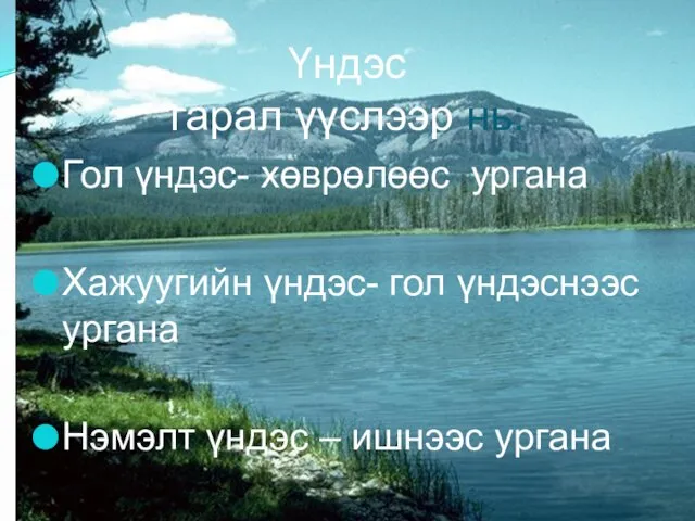 Үндэс гарал үүслээр нь: Гол үндэс- хөврөлөөс ургана Хажуугийн үндэс- гол үндэснээс