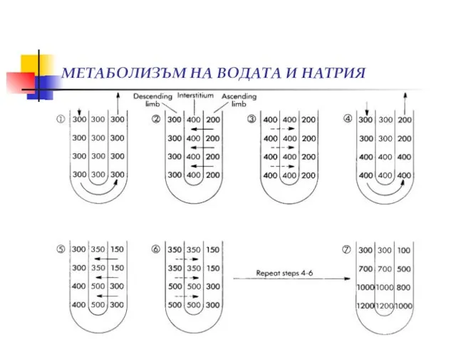 МЕТАБОЛИЗЪМ НА ВОДАТА И НАТРИЯ