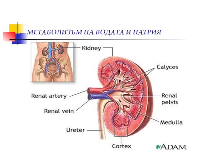 МЕТАБОЛИЗЪМ НА ВОДАТА И НАТРИЯ