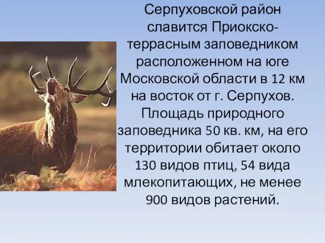 Серпуховской район славится Приокско-террасным заповедником расположенном на юге Московской области в 12