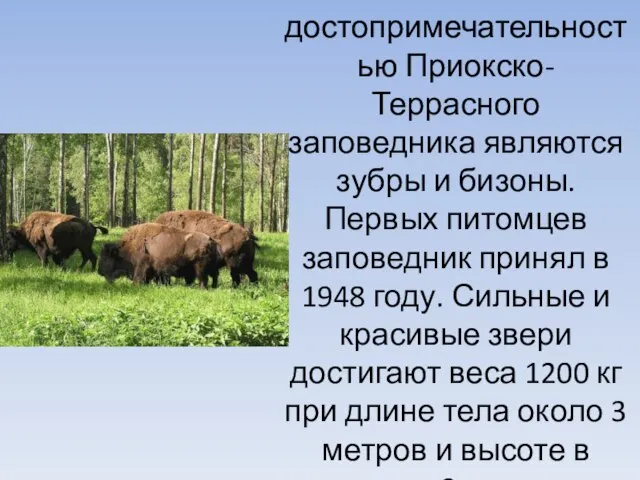 Главной достопримечательностью Приокско-Террасного заповедника являются зубры и бизоны. Первых питомцев заповедник принял